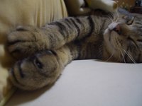 ｚｚｚ・・・ 2008/05/12 00:26:25