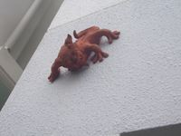 や～る～シーサー？ 2008/06/14 10:40:20