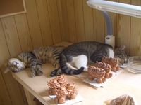 今日も寝ててゴメンナサイ 2008/06/24 21:14:59