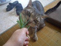 草食猫 2008/07/02 22:40:58