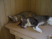 シンクロナイズドスリーピング 2008/07/01 15:23:06