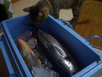 魚まつり 2008/07/08 10:25:29