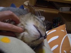 猫めぐり