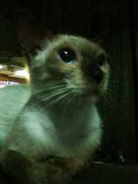 かわいい子猫ちゃん沖縄市中央パークアベニューの歩道にて