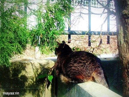 グリーンに包まれる　猫。