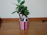 ガジュマル 2007/12/18 23:31:37