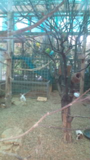ミニミニ動物園