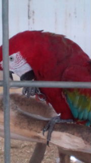 ミニミニ動物園