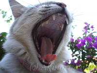 ふんにゃぁぁぁ〜
