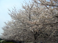 ＊サクラサク＊ 2008/04/03 21:34:35