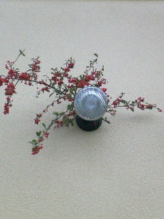 今日の花一輪☆