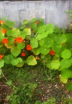 今日の花一輪☆