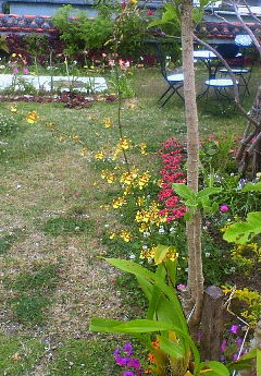 嵐のあとの静けさの中で・・・天使の花