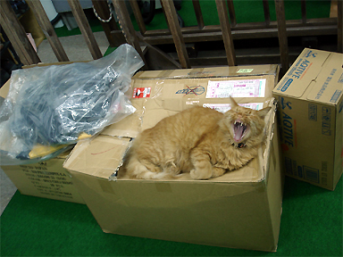 もうすぐコンペです。