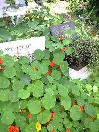 **おにわ市**を終えて 2008/04/29 01:09:03