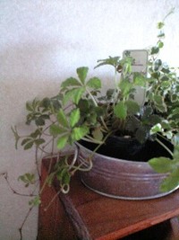 どうしたら。。。 2008/06/18 22:35:31