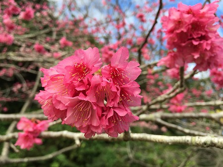 八重岳で歌えた!南桜♬ 八重岳で歌えた!南桜♬