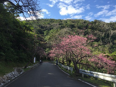 八重岳で歌えた!南桜♬ 八重岳で歌えた!南桜♬