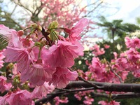 大宜味村の桜！今が満開♬