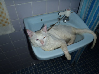 お風呂が好きな変な猫。。。