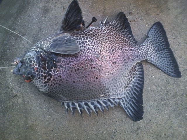 釣り納め、初釣り、初物