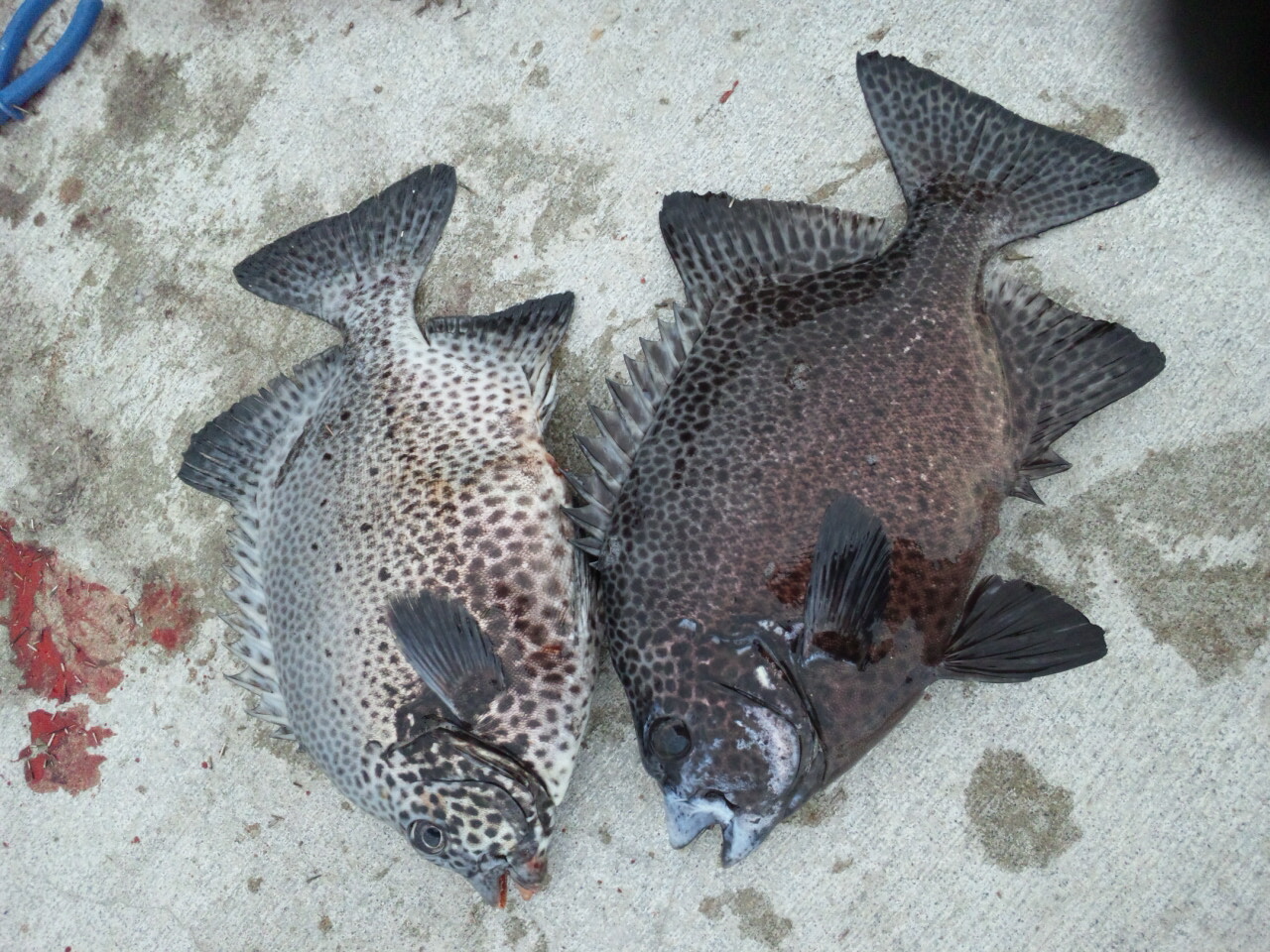 3回目の釣行で初物ゲットん