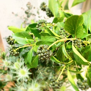 春の花キテマス♪