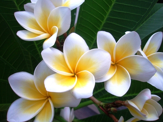 HAWAII