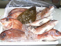 鯛と鮃