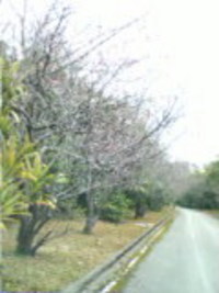 さくら～さくら 2007/01/27 14:11:00