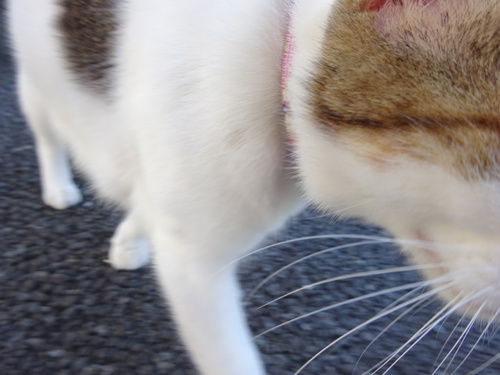 はじめまして はじめまして