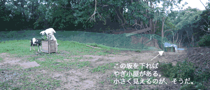 やぎの放牧 #041