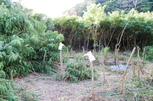 開墾03日目