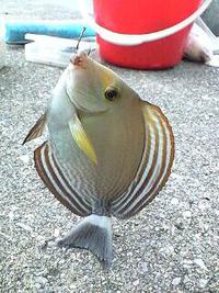 ちょい釣り
