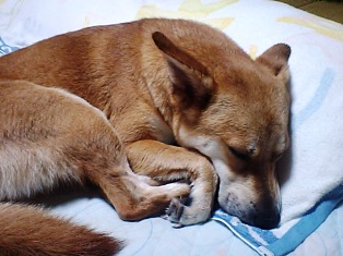 疲れて眠るごん！