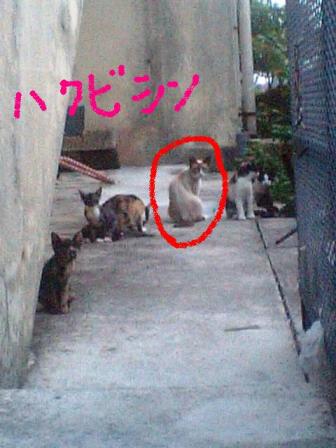 ハクビシンFamily