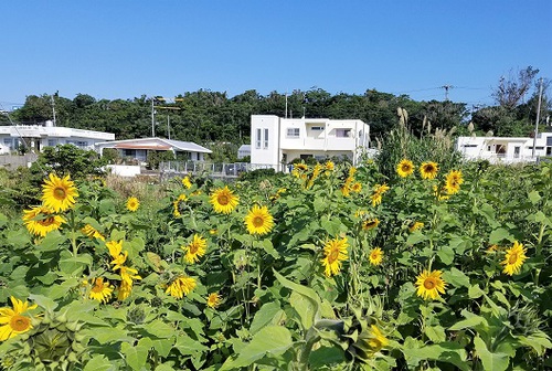 ひまわり(^^♪ ひまわり(^^♪