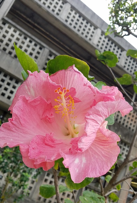 flower(*^-^*) flower(*^-^*)