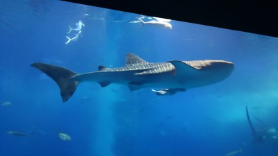 ママ・・僕は見ちゃったんだ|д゚) 空飛ぶおさかなを・・!! ママ・・僕は見ちゃったんだ|д゚) 空飛ぶおさかなを・・!!