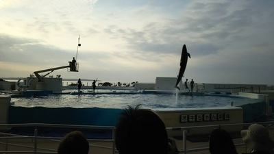 ママ・・僕は見ちゃったんだ|д゚) 空飛ぶおさかなを・・!! ママ・・僕は見ちゃったんだ|д゚) 空飛ぶおさかなを・・!!