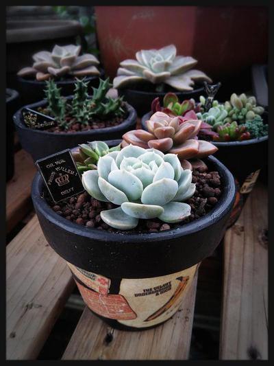 植物オタクな話。 植物オタクな話。