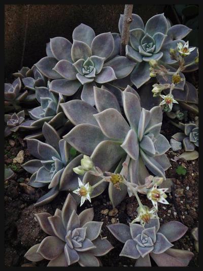 植物オタクな話。 植物オタクな話。