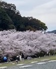 沖縄三線どんたく隊で、一緒にパレードしましょう! 沖縄三線どんたく隊で、一緒にパレードしましょう!