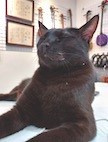 三線は、平和が似合う音色ですね。 三線は、平和が似合う音色ですね。