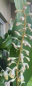 三線も山笠も、ガザも、月桃の花も! 三線も山笠も、ガザも、月桃の花も!