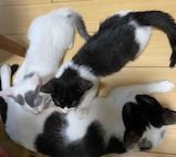 よなは徹も、ジョニー・トーも、2匹の子猫も。 よなは徹も、ジョニー・トーも、2匹の子猫も。