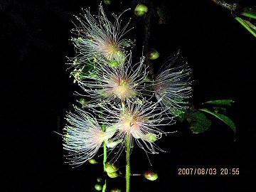 三板で黄金花toうえ間はる 三板で黄金花toうえ間はる