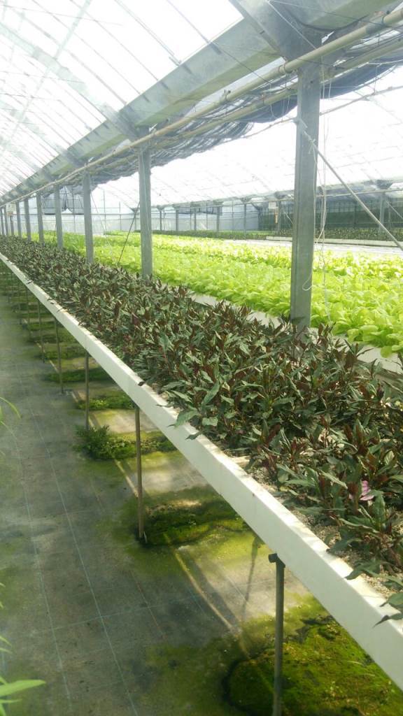 島野菜の「ハンダマ」 島野菜の「ハンダマ」