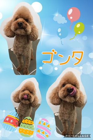 トリミング(*°∀°)=