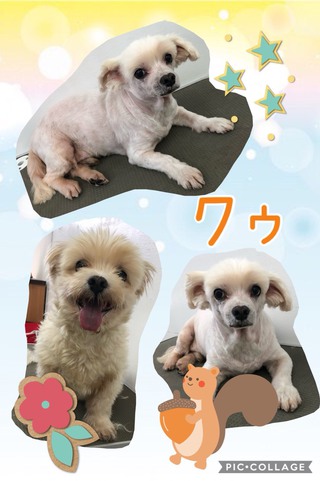 1周年⸜(*ˊᵕˋ* )⸝